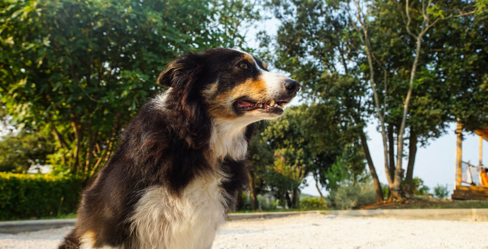 Wakacje z psem w Chorwacji – zdjęcie 3