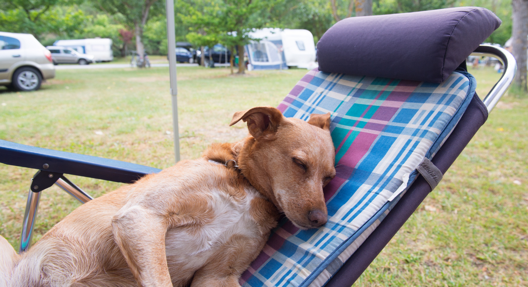 For camping with a dog – main image