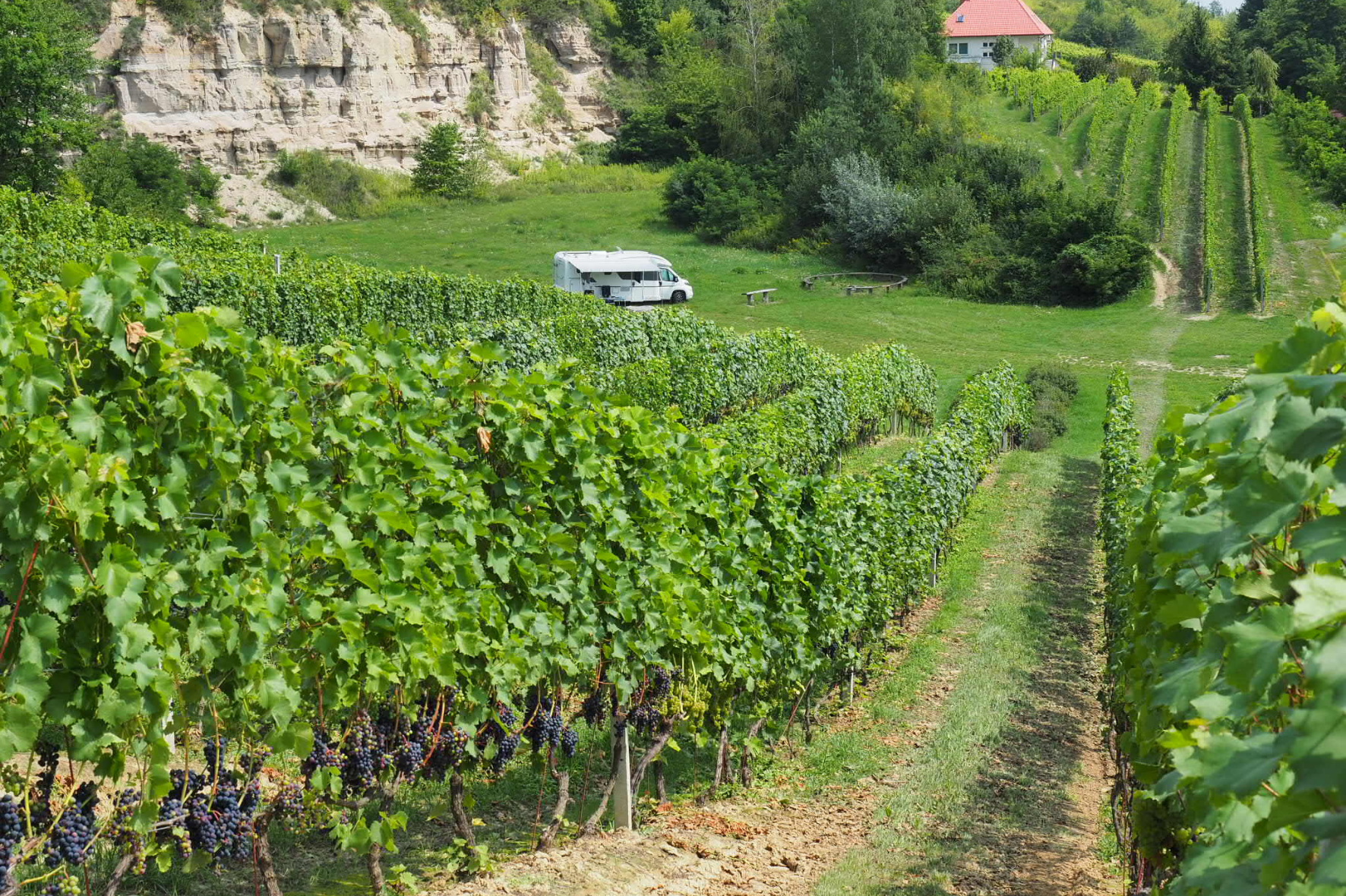 In a camper van to the vineyard – main image