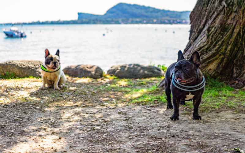 Lake Garda with a dog - where to stay? – main image