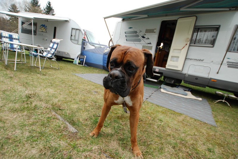In a RV with a pet, i.e. problems with motion sickness – main image
