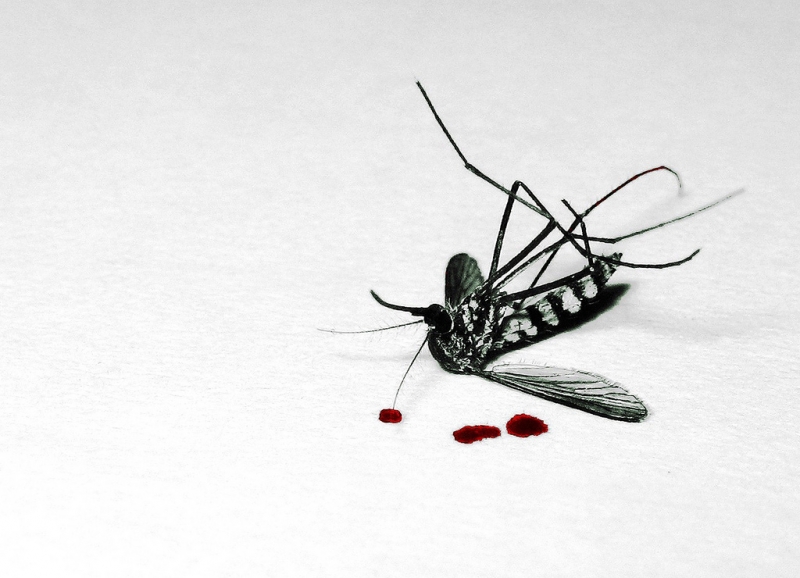 Jak odstraszyć komary – główne zdjęcie