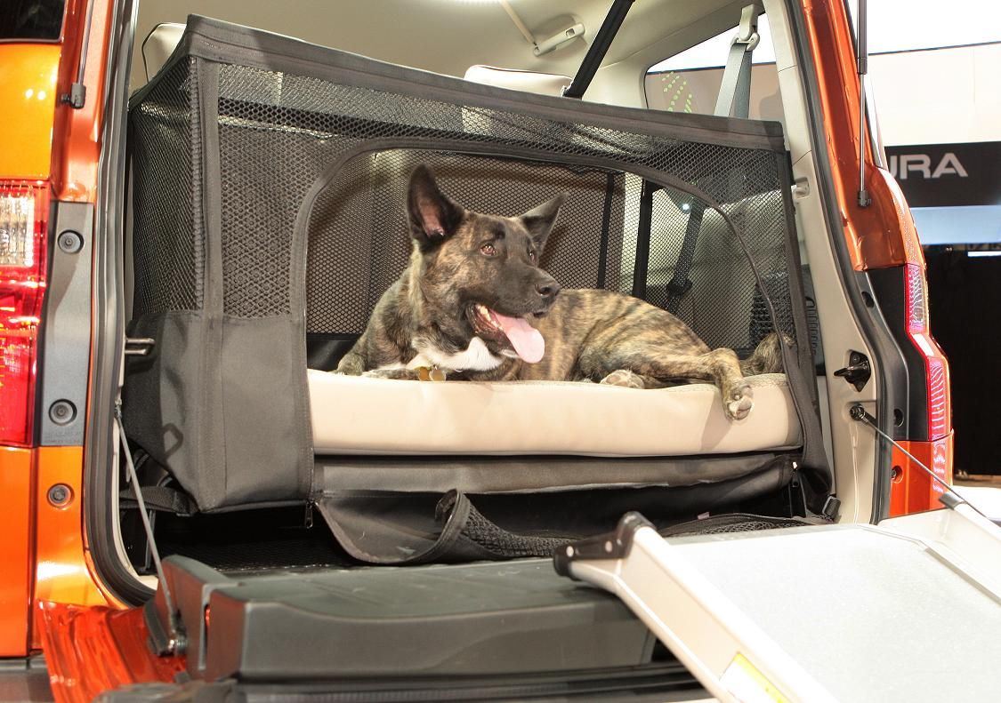 How to transport a dog or cat in the car? - useful accessories – main image